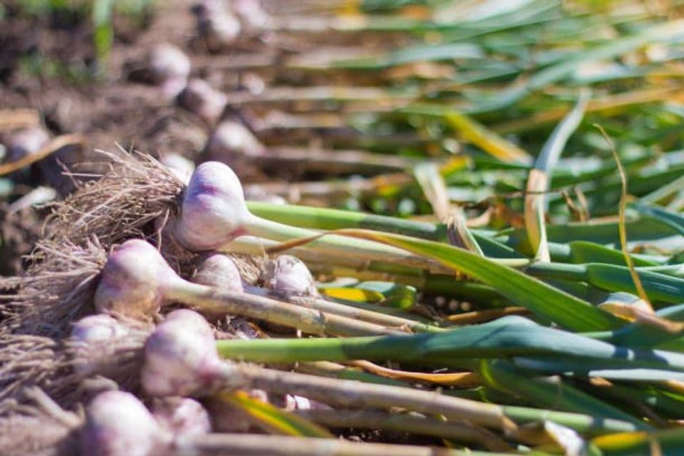 Tips Budidaya Bawang Putih dengan Keterbatasan Lahan, Anda Bisa Memanfaatkan ini!