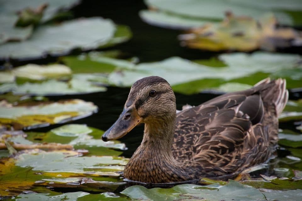 Potensi Besar dan Keuntungan Membudidayakan Bebek Alabio