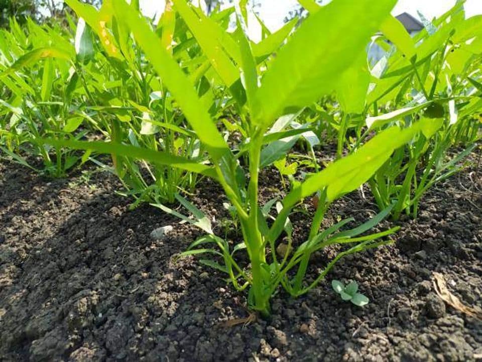 Budidaya Kangkung: Pembibitan, Perawatan Hingga Panen