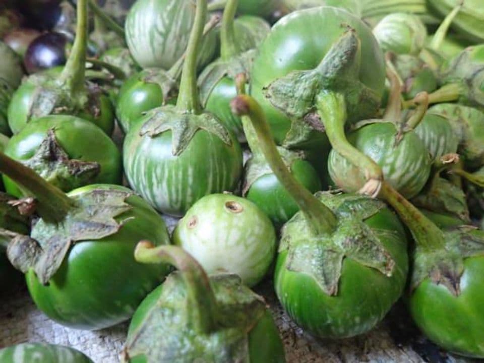 Budidaya Terung Lalap: Pembibitan, Cara Menanam Hingga Panen