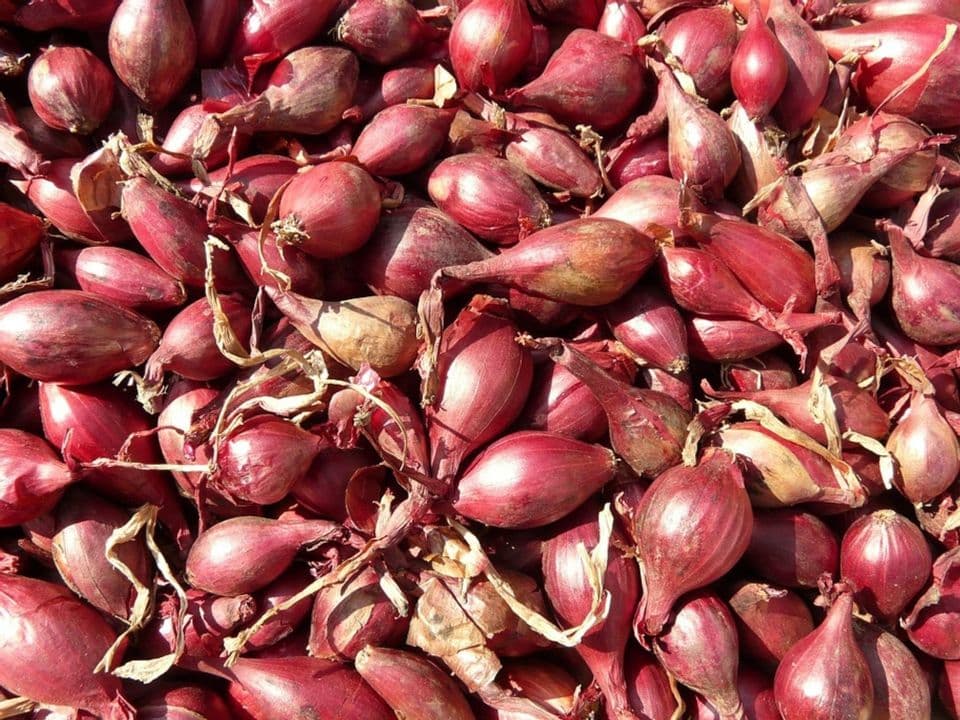 Budidaya Bawang Merah: Persiapan Lahan Hingga Panen