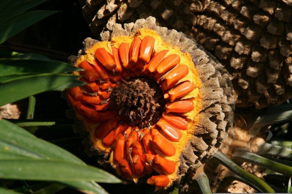 Budi Daya Tanaman Kelapa Sawit, Dari Pembibitan Hingga Panen