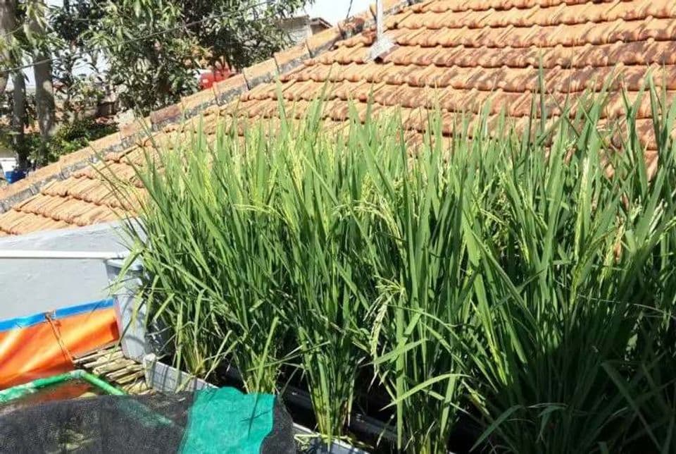 Panduan Lengkap Budidaya Padi Hidroponik, Solusi Mudah Menanam di Pekarangan