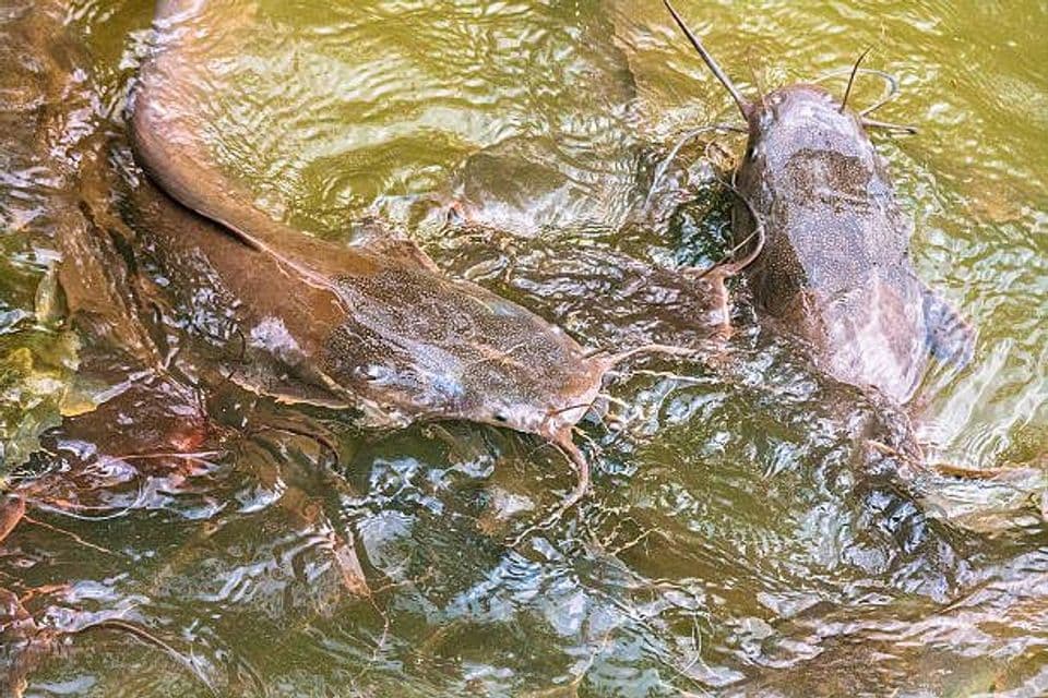 Cara Budidaya Lele Jumbo agar Cepat Besar dan Panen Maksimal