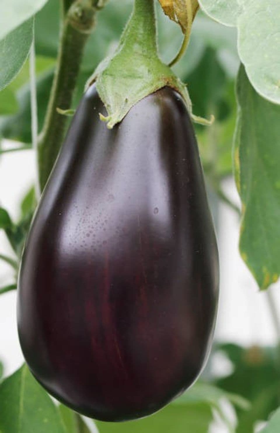 Budidaya Terong Belanda: Pembibitan, Cara Menanam Hingga Panen