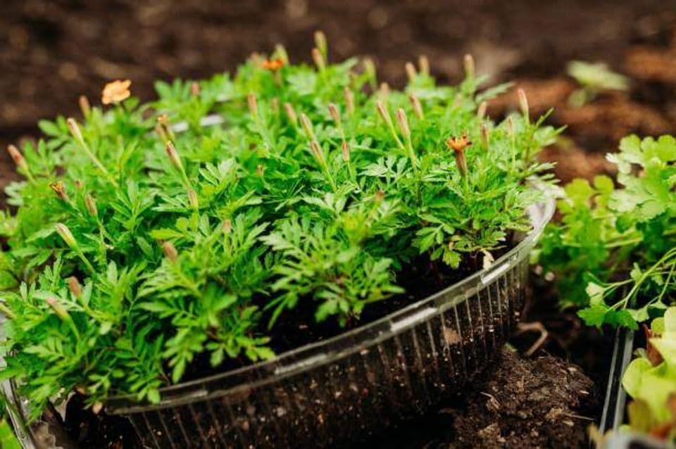 Membudidayakan Kenikir Menggunakan Pot dan Polybag