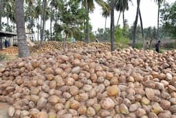 Proses Pemanenan Kelapa dan Mengenal Potensi Produk-produk Turunan dari Kelapa