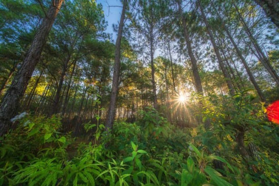 Tantangan dan Kelemahan dari Sistem Agroforestri yang Harus Kalian Pahami