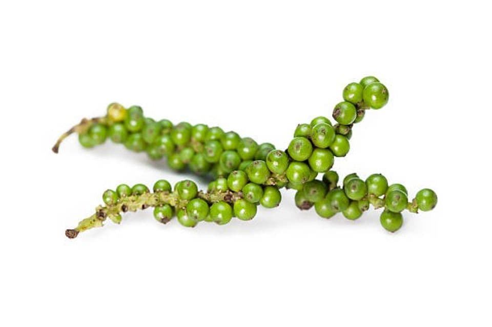 Proses Budidaya Lada: Klasifikasi, Pembibitan, Hingga Panen