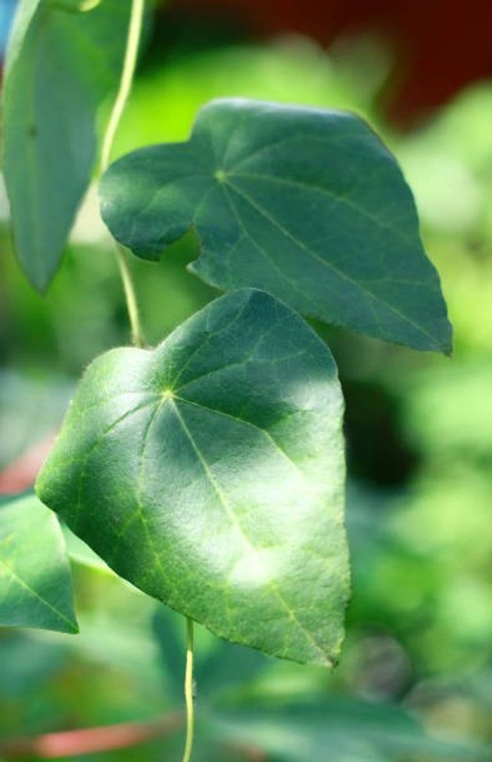 Cara Tepat Budidaya Tanaman Daun Cincau Hitam yang Kaya Manfaat bagi Kesehatan Tubuh