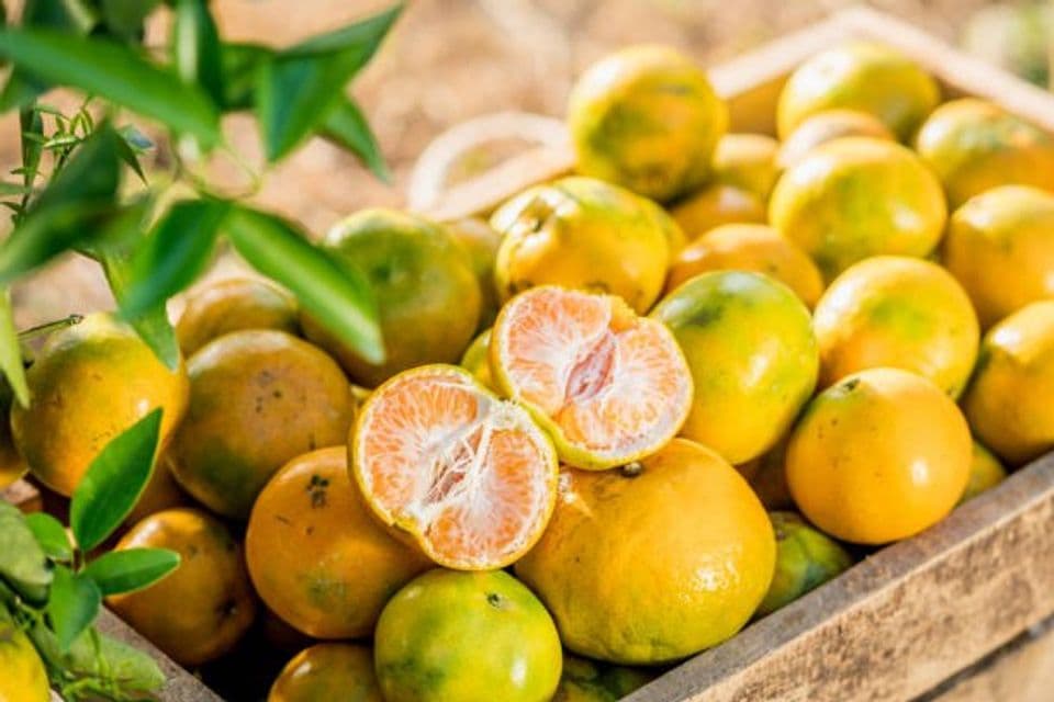 Cara Lengkap Membudidayakan Jeruk Manis, Dijamin Hasil Melimpah