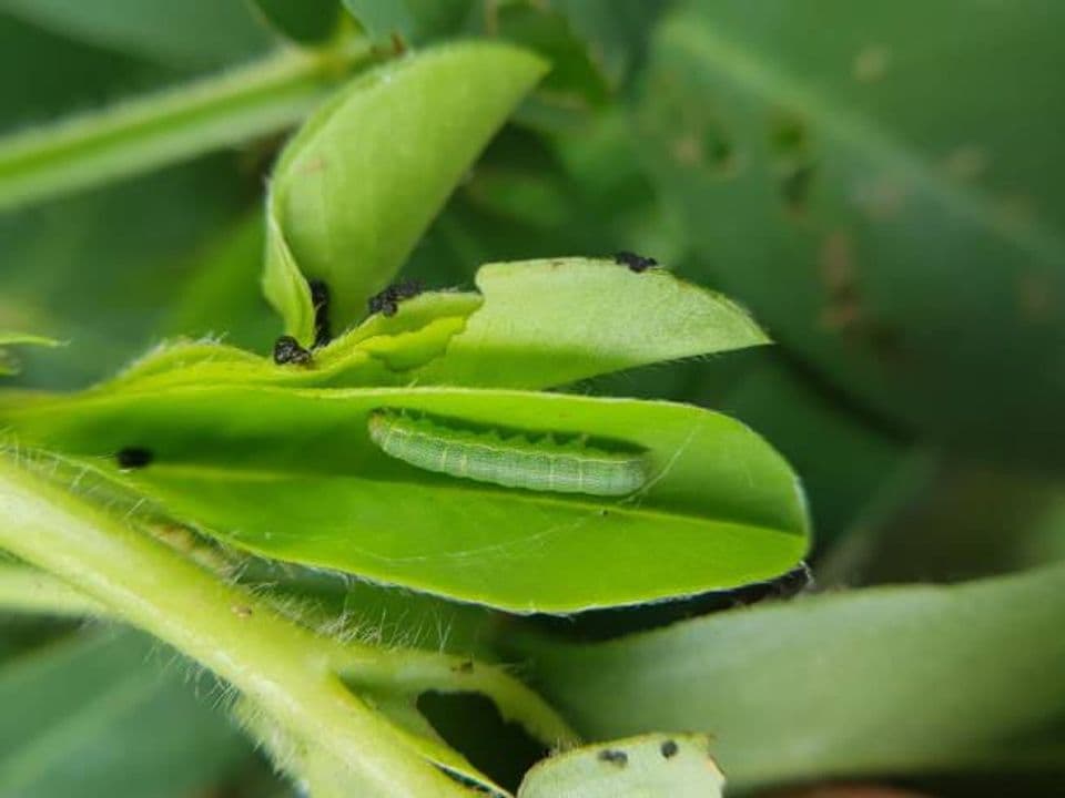 Hama dan Penyakit yang Sering Menyerang Tanaman Kacang Tanah, Begini Cara Pengendaliannya