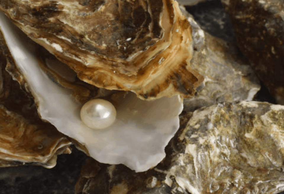 Langkah-langkah Dalam Proses Budidaya Kerang Mutiara Air Laut