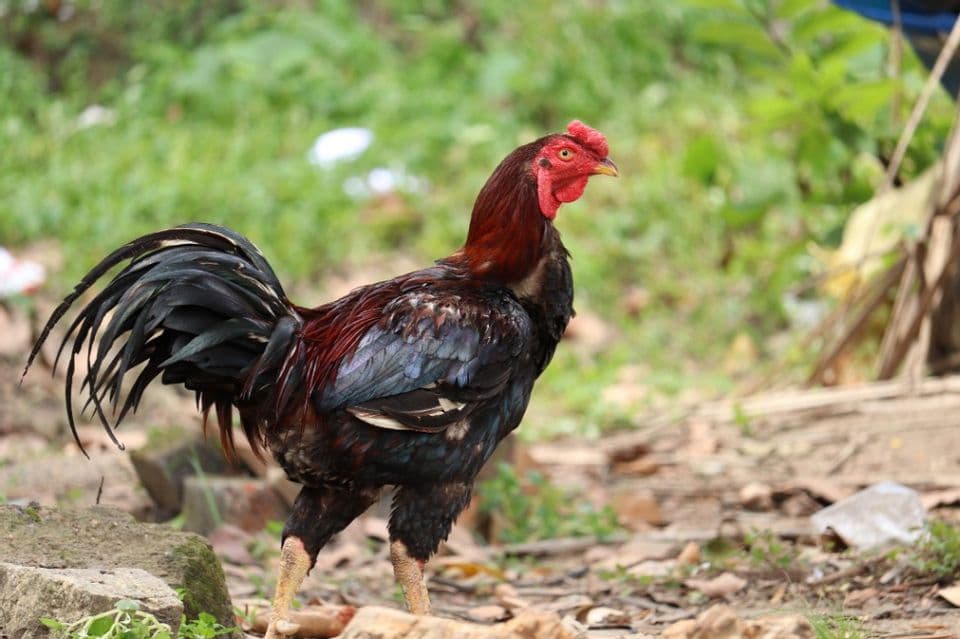 Tips Berternak Ayam Bangkok Pemula Wajib Tahu