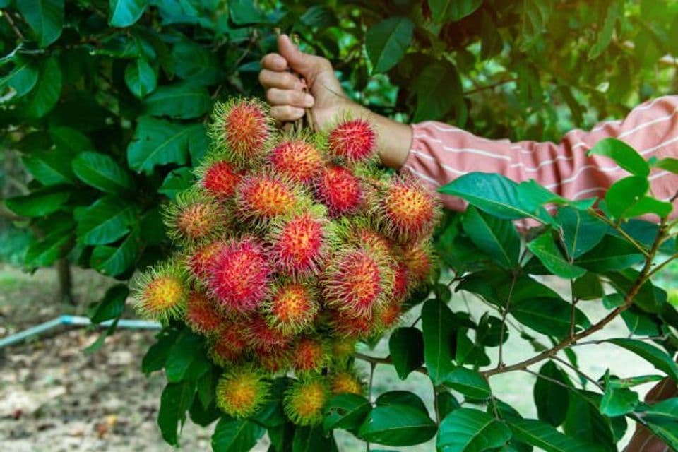 Beragam Manfaat Rambutan untuk Kesehatan Tubuh