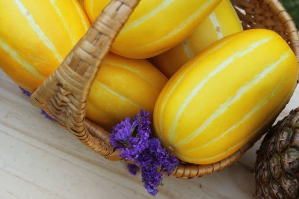 Tahapan Membudidayakan Blewah yang Baik dan Benar agar Mendapatkan Hasil Maksimal