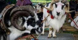Budidaya Domba Tangkas Dinilai Mampu TIngkatkan Ekonomi UMKM Garut