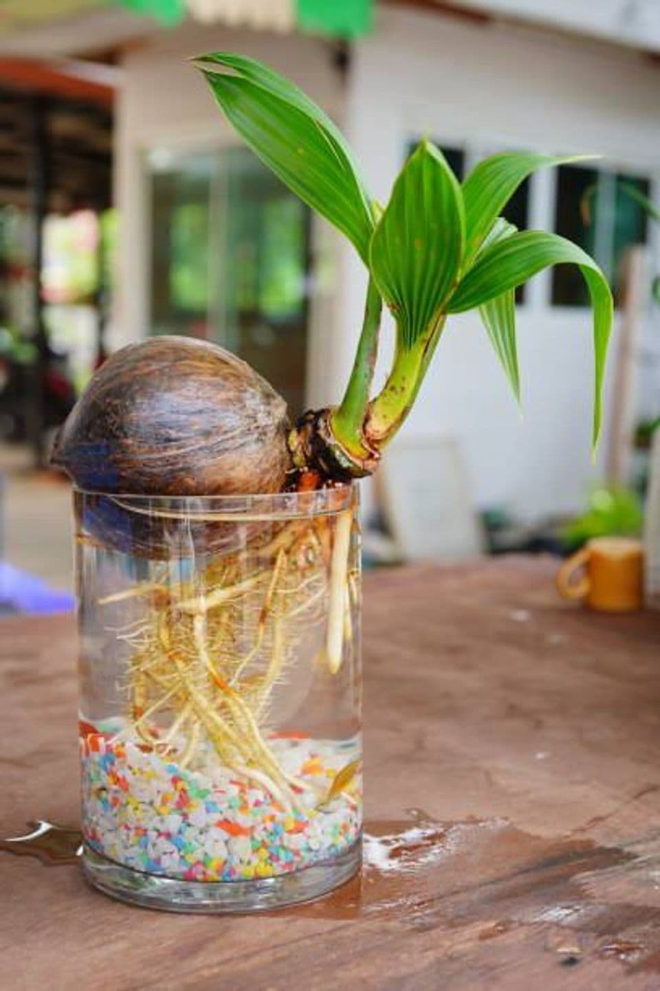 Tekhnik Budidaya Bonsai Kelapa, Begini Cara Buatnya Bisa jadi Ide Usaha