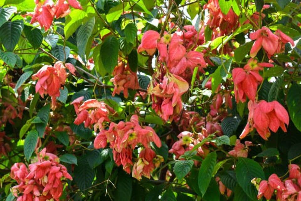 Cara Merawat dengan Mudah Tanaman Bunga Nusa Indah yang Cantik, Siap Menghias Taman Anda
