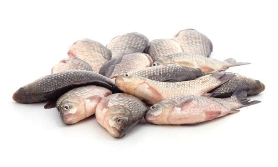 Begini 4 Tips yang Harus Kalian Coba Agar Ikan Mas Tidak Bau Tanah Ketika Dikonsumsi