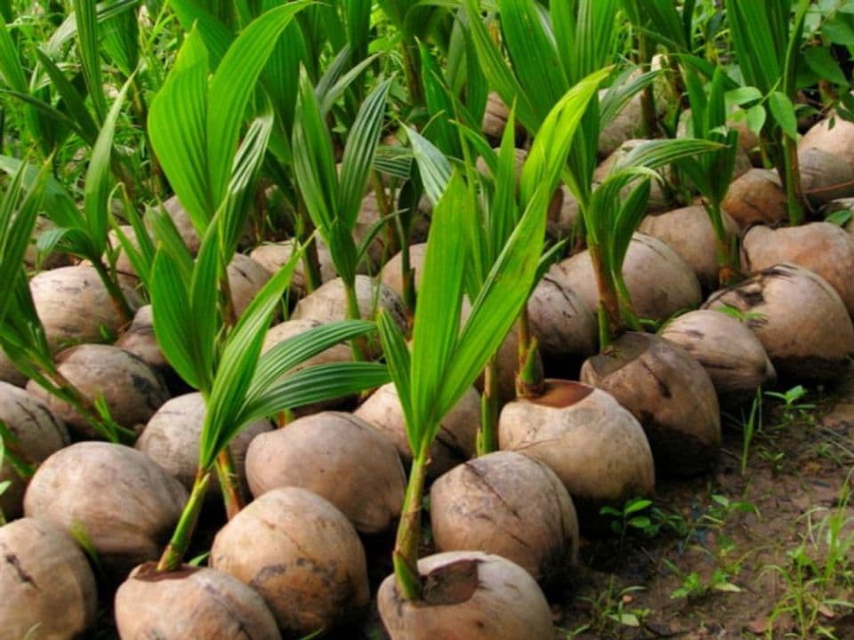 Tata Cara Penanaman (Dari Pembibitan Hingga Siap Tanam) Kelapa Dengan Benar